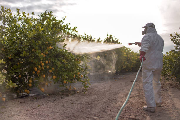 Best Local Pest Control Services  in Juno Ridge, FL