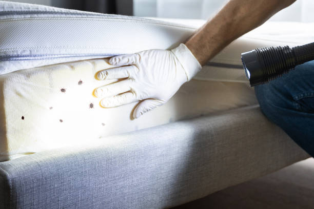 Best Mosquito Control Services  in Juno Ridge, FL