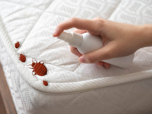 Best Emergency Pest Control  in Juno Ridge, FL