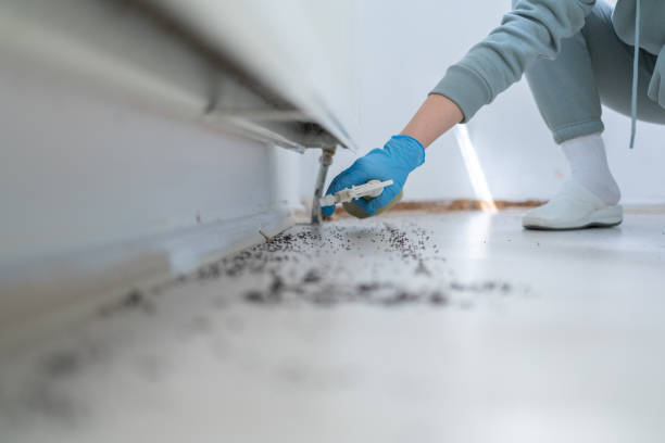 Best Flea Control Services  in Juno Ridge, FL